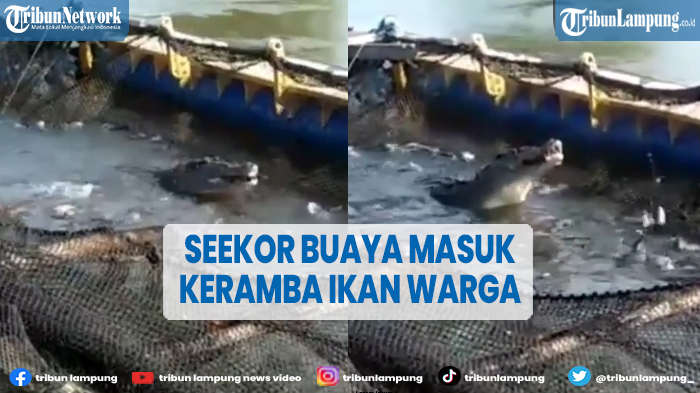 Buaya Makan Ikan Keramba di Sumatera Barat, Sudah Akrab dengan Warga Sekitar