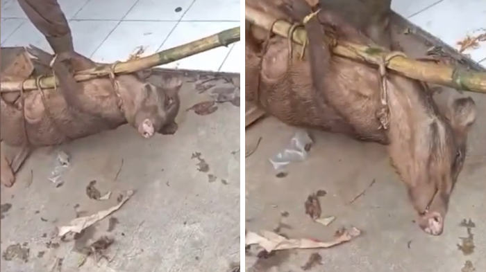 viral-penangkapan-seekor-babi-berukuran-besar-hebohkan-warga-kuningan.jpg