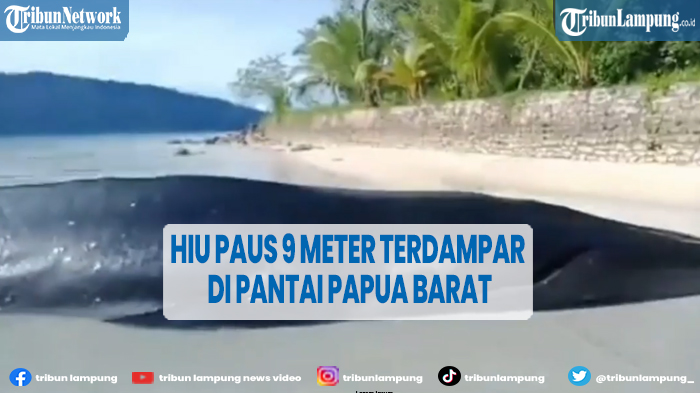 viral-seekor-hiu-paus-9-meter-terdampar-dalam-kondisi-lemas-di-papua-barat.jpg