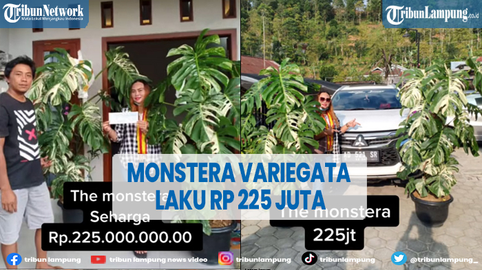 viral-tanaman-monstera-variegata-laku-terjual-rp-225-juta.jpg