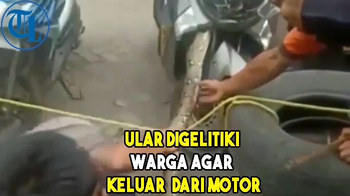 viral-video-ular-piton-digelitiki-warga.jpg