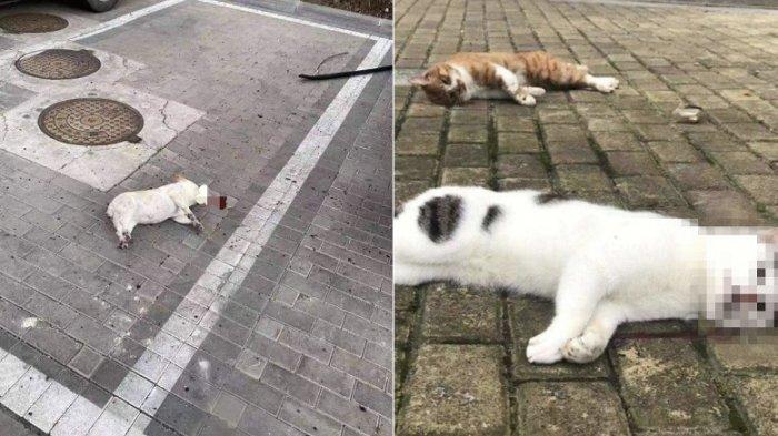 Virus Corona Meluas 11.943 Orang Terjangkit, Warga Panik Sampai Lempar Kucing & Anjing Peliharaan