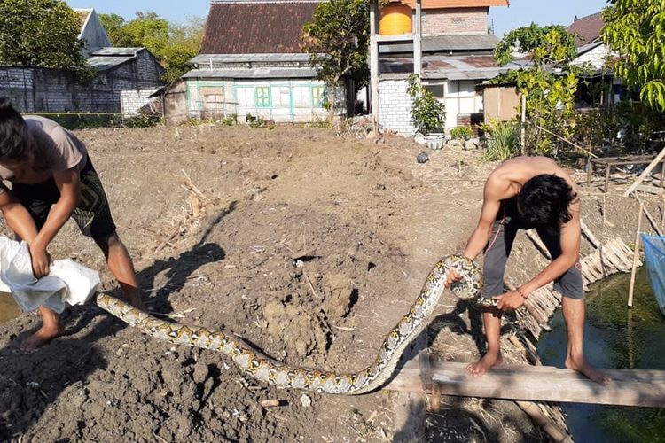 warga-surabaya-tarung-dengan-ular-piton-4-meter.jpg