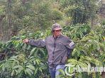 Berkat-Bantuan-KUR-BRI-Petani-Ini-Bisa-Memupuk-Kopi-di-Lahannya.jpg