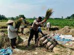 Saat Bhabinkamtibmas Bantu Panen Padi di Seputih Raman Lampung Tengah