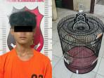CIDUK-PENCURI-BURUNG-MURAI-Polsek-Blambangan-Umpu.jpg