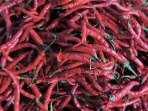 Cabai-merah-di-lapak-pedagang-Pasar-Pasir-Gintung.jpg