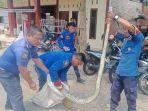 Damkarmat-Kabupaten-Lampung-Selatan-mengevakuasi-ular-sanca-di-rumah-warga.jpg