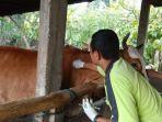Dinas-Pertanian-ajukan-11-ribu-dosis-PMK.jpg