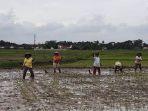Hadapi-el-nino-Bulog-Lampung-pastikan-stok-beras-aman.jpg