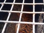 Harimau-Sumatera-yang-tertangkap-dalam-jebakan-petugas-gabungan.jpg