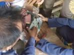 Kaki Bocah Perempuan di Lamsel Terjebak Filter Mobil, Terlepas setelah Dibantu Damkar