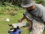 Kondisi-kambing-tewas.jpg