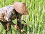 Petani Tidak Ikut AUTP, Pemkab Pesawaran Kesulitan Rancang Antisipasi Gagal Panen