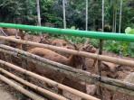 Pemprov-Lampung-buka-peluang-investor-kelola-penangkaran-rusa-Tahura-WAR.jpg