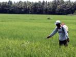Petani di Pesawaran Tidak Ikut Asuransi karena Tak Ada Subsidi Premi dari Pusat
