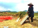 Petani-di-Pringsewu-siap-panen-padi-musim-gadu-Selasa-542022.jpg