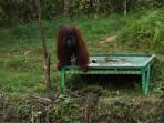 REHABILITASI-ORANGUTAN-Palmco-123.jpg