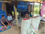 Kapolsek Banjar Agung Polda Lampung Tinjau Lahan Cabai di  Catur Karya Buana Jaya