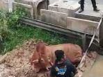 Sapi-Raksasa-Ngamuk-dan-Loncat-dari-Truk-di-Tol-Balaraja.jpg