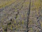 Sawah-kering-di-Desa-Sungai-Badak.jpg