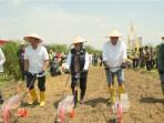 PTPN IV Regional VII Tanam Padi Gogo di Lahan PSR untuk Swasembada Pangan Nasional