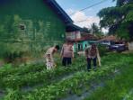 TANAM-TERONG-Jajaran-Polsek-Candipuro1.jpg