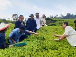 TINJAU-KEBUN-TEH-Komisaris-Independen-PTPN-III-t.jpg