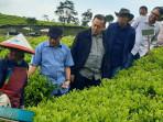 Dewan Komisaris Holding Perkebunan Nusantara Tinjau Teknologi Pemangkasan di Kebun Teh Rancabali