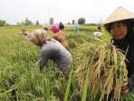 Tidak Ada Petani di Pesawaran Daftar AUTP, Gagal Panen Ditanggung Mandiri