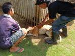 Vaksinasi-Rabies-di-Tanggamus-56.jpg