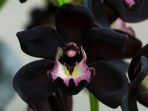 anggrek-hitam-papua_20171106_091321.jpg