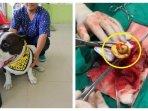 anjing-makan-bebek-plastik-karet.jpg