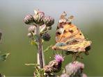 apa-itu-flora-dan-fauna.jpg