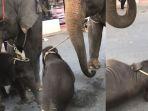 bayi-gajah-tersebut-kelelahan-setelah-berjalan-dengan-ibunya.jpg