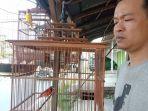 cuncun-peternak-burung-di-pringsewu-jual-red-siskin-dewasa-jantan-rp-15-juta-per-ekor.jpg