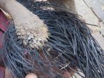ekor-gajah_20181008_100326.jpg