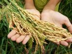gizi-padi_20180524_193554.jpg