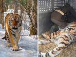 harimau-siberia.jpg