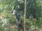 jasad-laki-laki-sudah-membusuk-di-area-kebun-karet-milik-PTPN.jpg