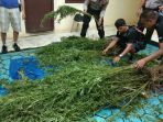 kebun-ganja_20181108_212642.jpg