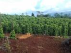 kebun-merica_20160808_172340.jpg