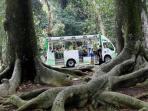 kebun-raya-bogor_20160103_115030.jpg