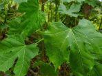 mengenal-daun-pepaya-jepang-superfood-asal-meksiko.jpg