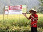 panen-padi-bersama-di-kecamatan-karya-penggawa-kabupaten-pesisir-barat-2019.jpg