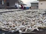 pengerajin-ikan-teri-asin-di-bandar-lampung-sudah-jatuh-tertimpa-tangga.jpg