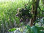 pisang-dengan-6-jantung_20180926_131324.jpg