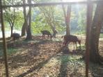 rusa-di-unila_20150706_231930.jpg