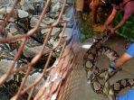 tolong-tolong-kata-siswa-smp-tewas-dililit-ular-piton-7-meter.jpg
