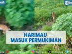 viral-harimau-sumatera-masuk-permukiman-dan-mangsa-ternak-warga-di-siak.jpg
